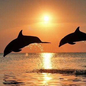 Meet your Posher, Ingrid